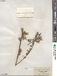 Salix petiolaris image