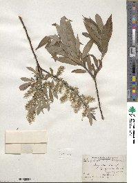 Salix petiolaris image