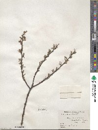 Salix petiolaris image