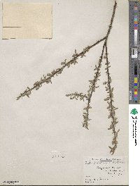 Salix petiolaris image