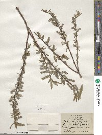 Salix petiolaris image