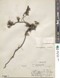 Salix phlebophylla image