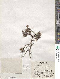 Salix phlebophylla image