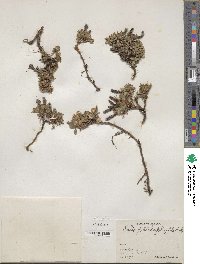 Salix phlebophylla image