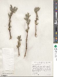 Salix phylicifolia image