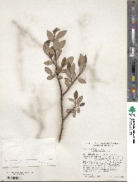 Salix planifolia image