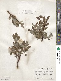 Salix planifolia image