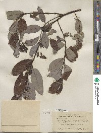 Salix hookeriana image