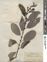 Salix hookeriana image