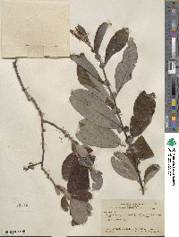 Salix hookeriana image