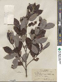 Salix hookeriana image