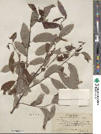 Salix hookeriana image