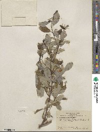 Salix hookeriana image