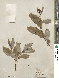 Salix hookeriana image