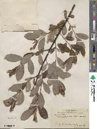 Salix hookeriana image