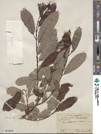 Salix hookeriana image