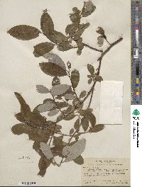 Salix hookeriana image