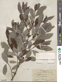 Salix hookeriana image