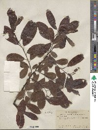 Salix hookeriana image