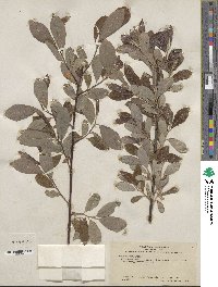 Salix hookeriana image