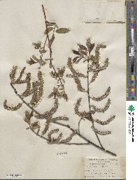 Salix hookeriana image