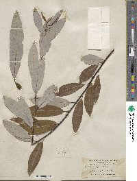 Salix hookeriana image