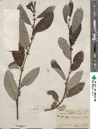 Salix hookeriana image