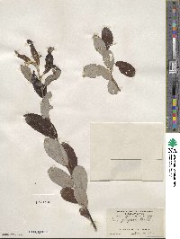 Salix hookeriana image