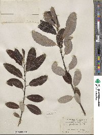 Salix hookeriana image