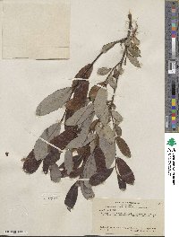 Salix hookeriana image