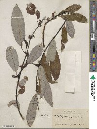 Salix hookeriana image