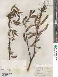 Salix hookeriana image