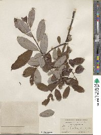 Salix hookeriana image