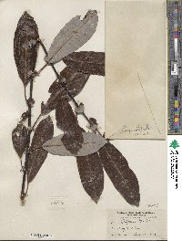 Salix hookeriana image