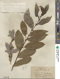 Salix hookeriana image