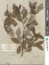 Salix hookeriana image