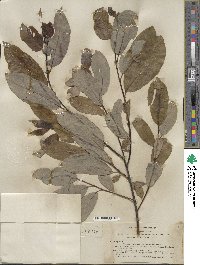 Salix hookeriana image