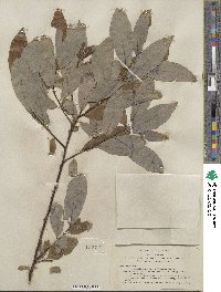 Salix hookeriana image