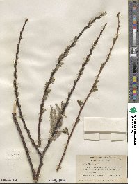 Salix hookeriana image