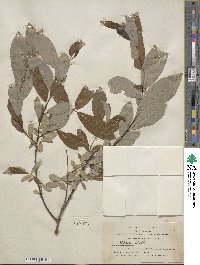 Salix hookeriana image