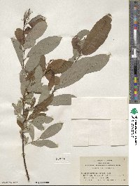 Salix hookeriana image