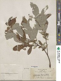 Salix hookeriana image