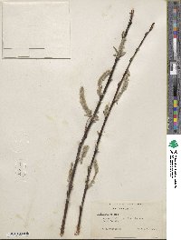 Salix hookeriana image