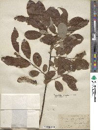 Salix hookeriana image