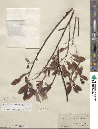 Salix hookeriana image