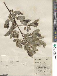 Salix hookeriana image