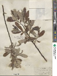 Salix hookeriana image