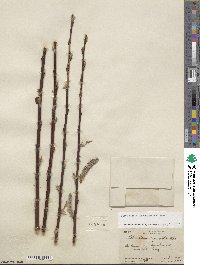 Salix hookeriana image