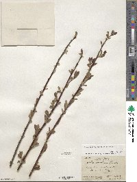 Salix hookeriana image