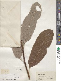 Salix hookeriana image